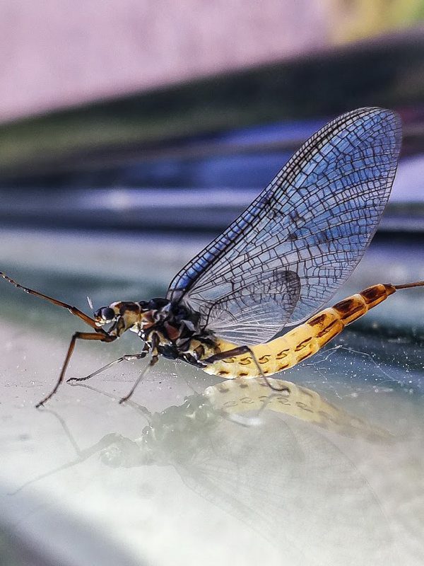 Fly fishing experience - River Avon 2026/27 Season - Image 5