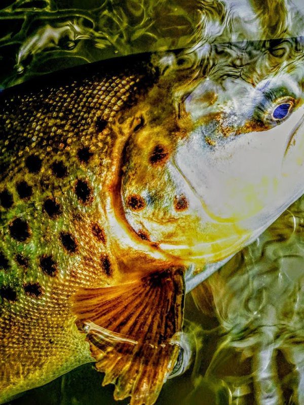 Fly fishing experience - River Avon 2026/27 Season - Image 4